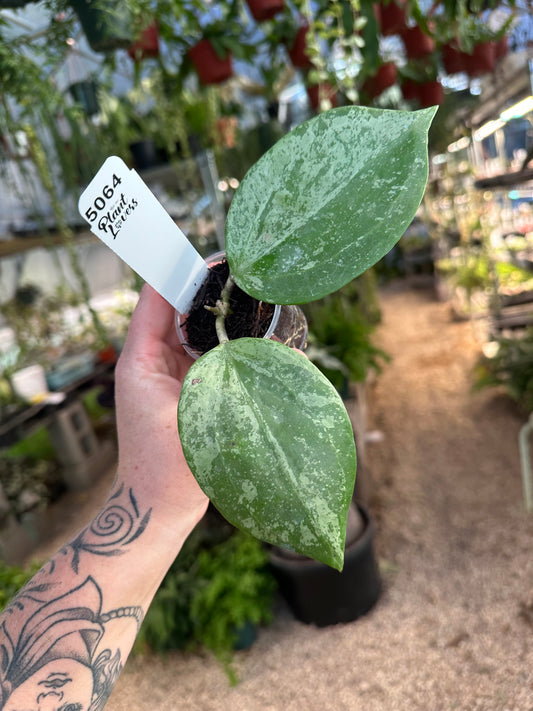 Hoya Snow Queen