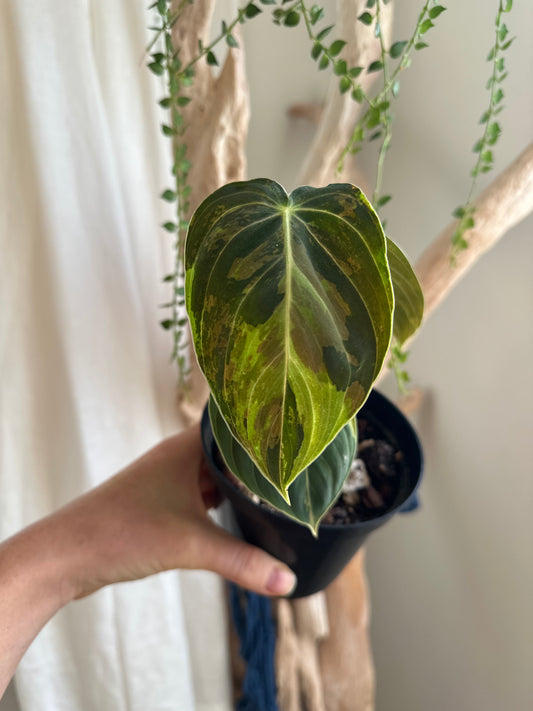 Variegated Philodendron Melanochrysum