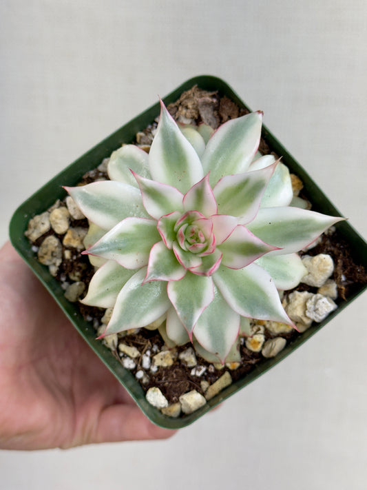 Echeveria Giselle Variegated