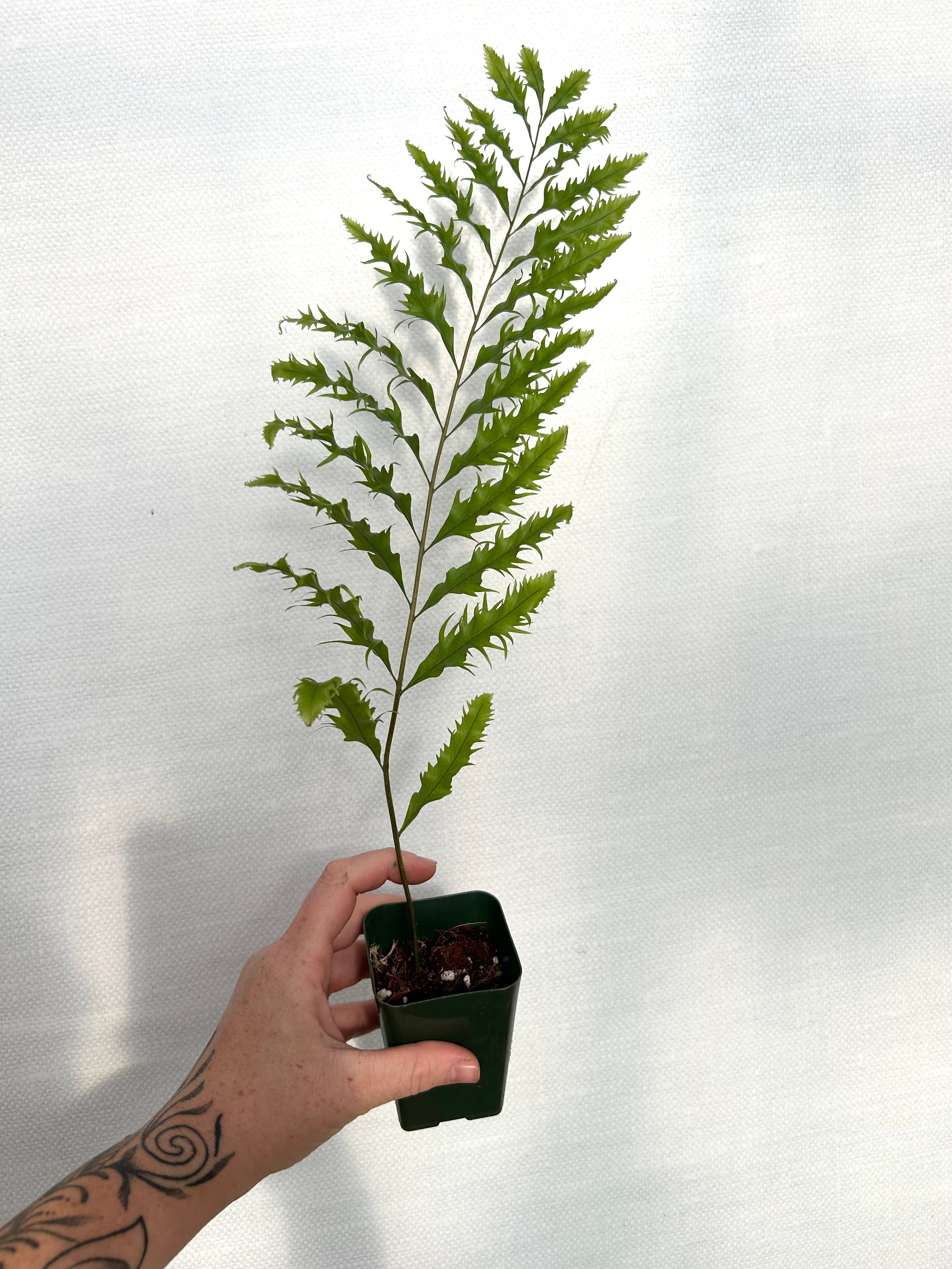Drynaria Rigidula Fern – We Are Plant Lovers