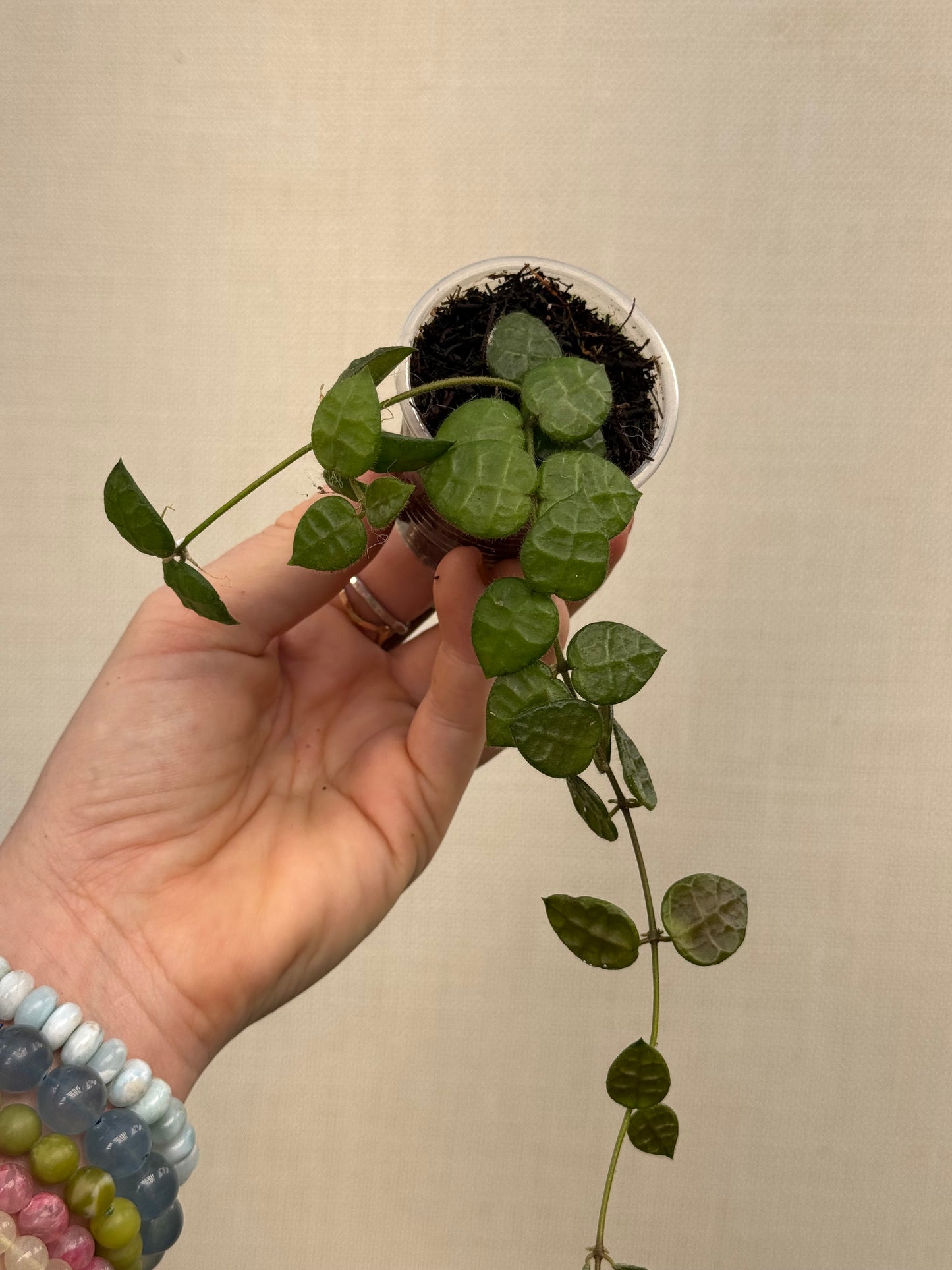 Dischidia Hirusuta Yellow