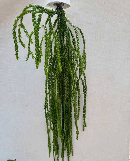 Huperzia