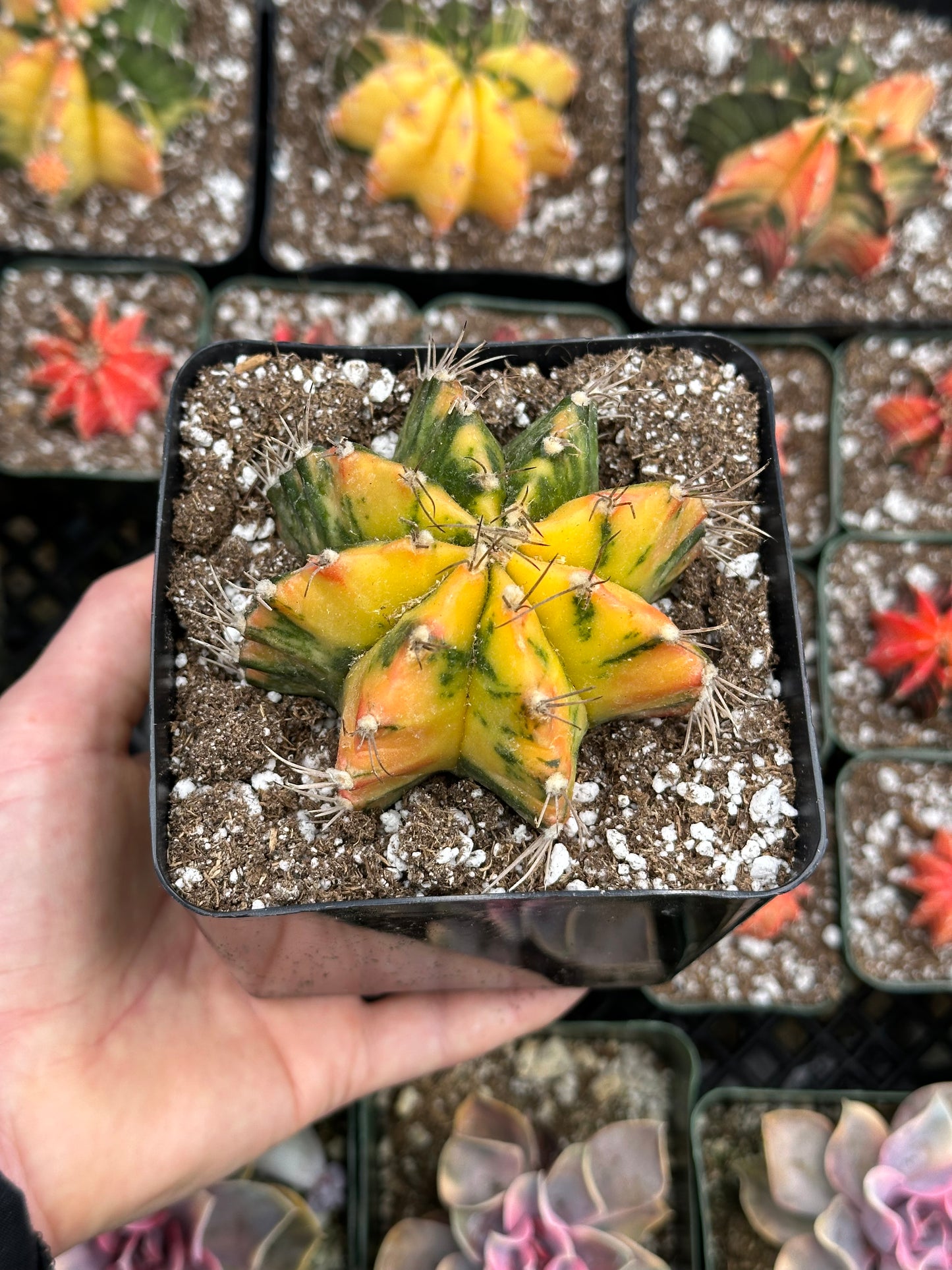 Gymnocalycium Cactus