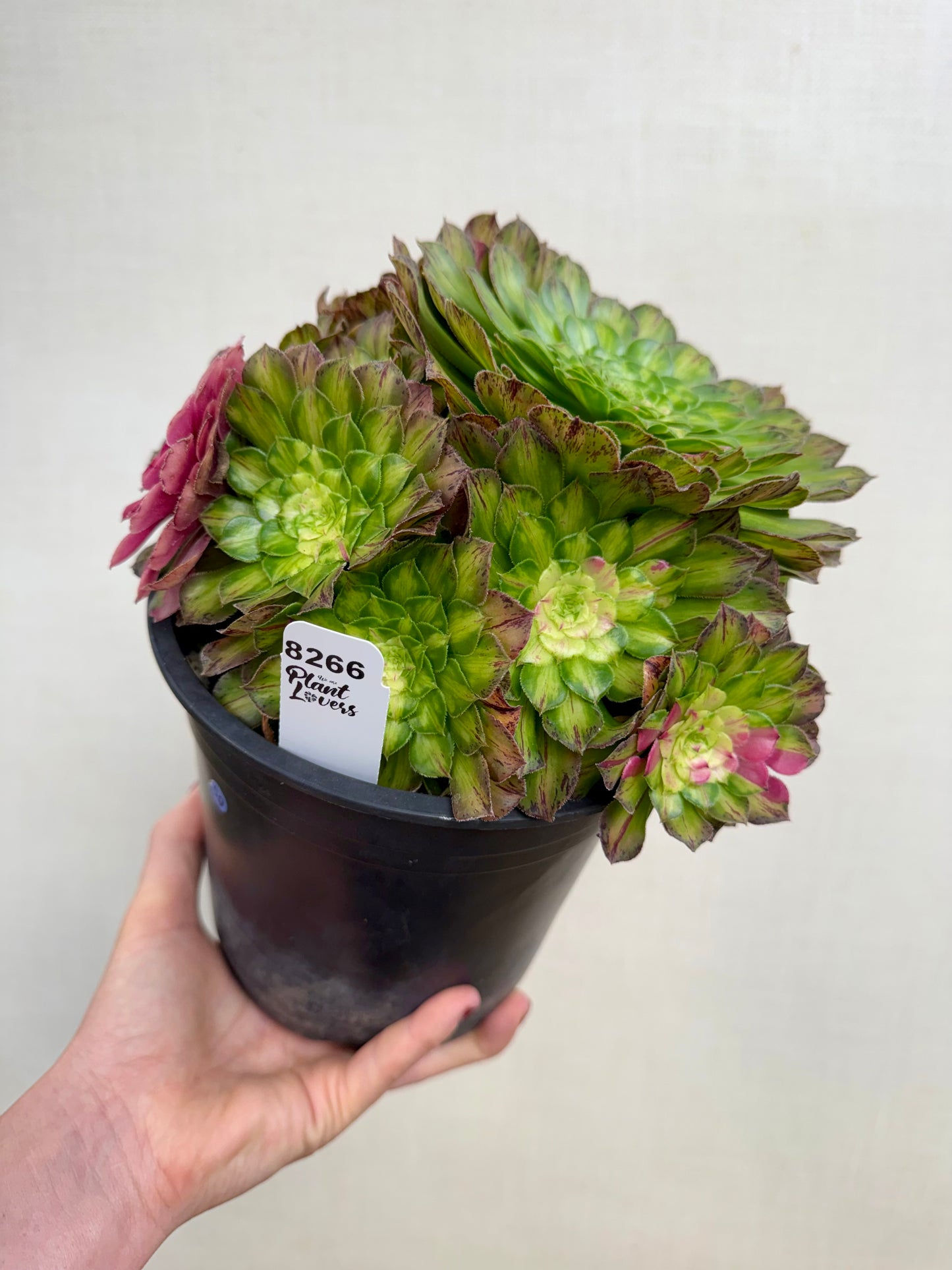 Aeonium Ultralight