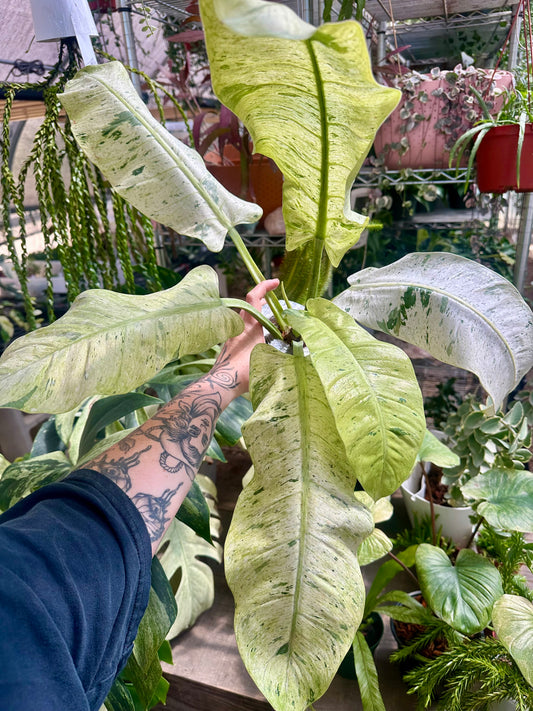 Philodendron Orlando Variegated