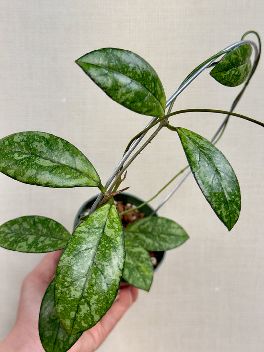 Hoya Crassipetiolata Splash