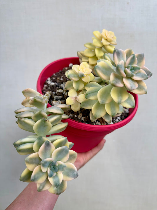 Echeveria Variegated Apricot