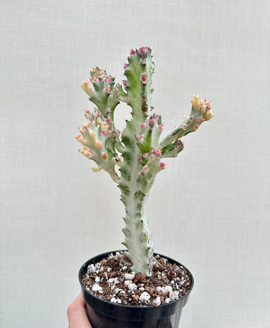 Euphorbia Ghost Cactus