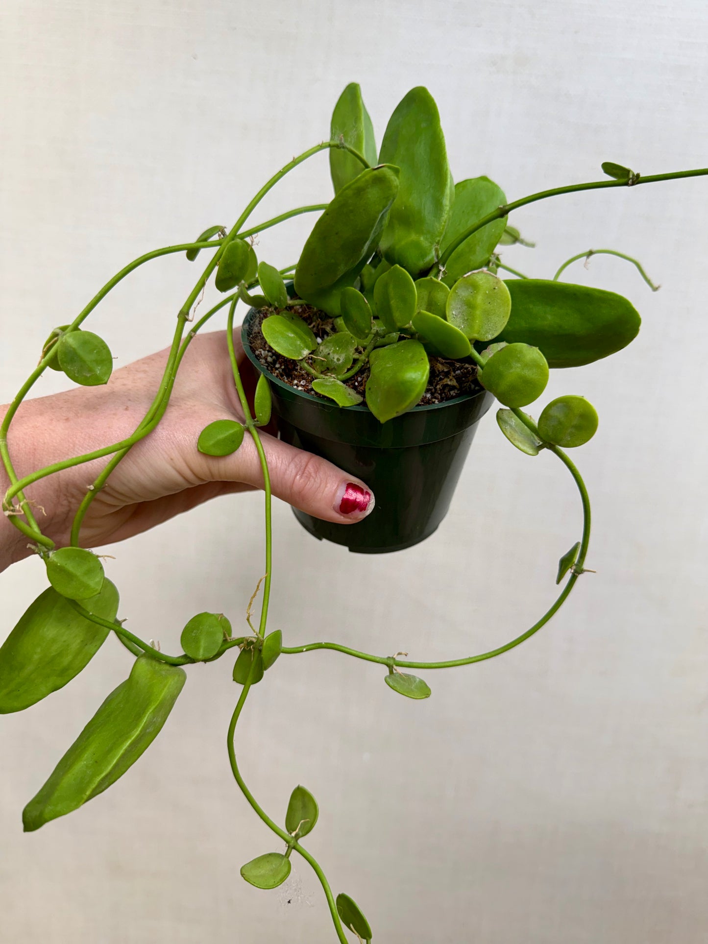 Dischidia Major Mature