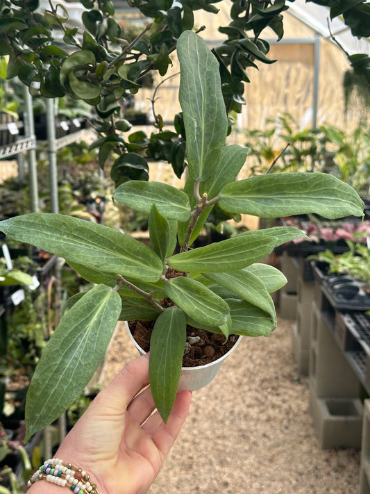 Hoya Soligamiana