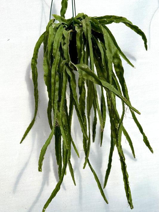 Rhipsalis Hurricane