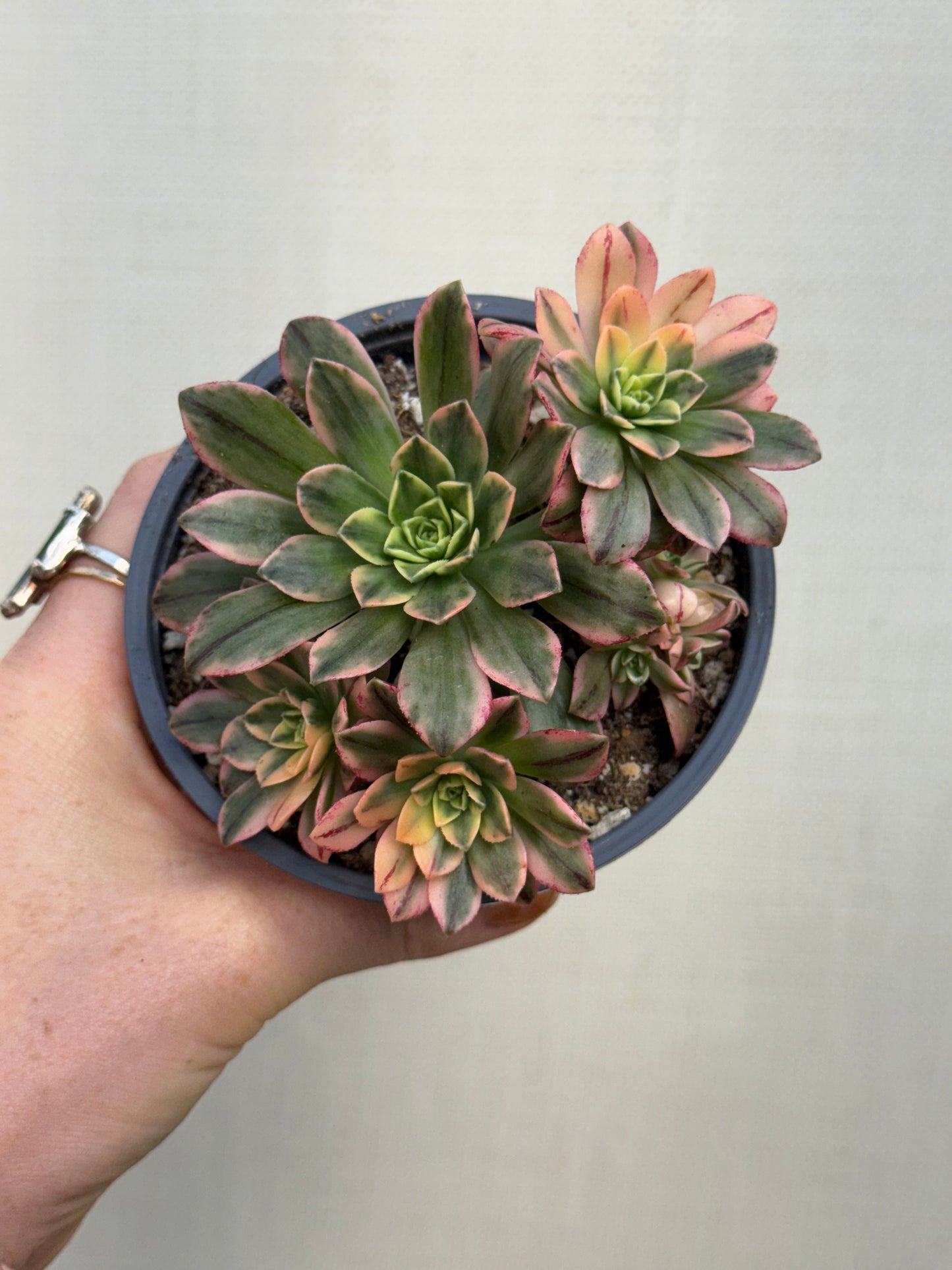 Aeonium Sweet Tea Variegated