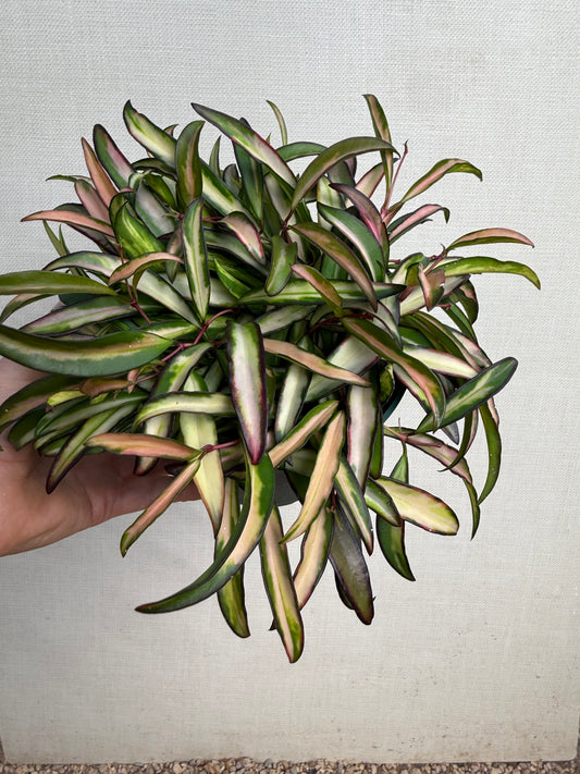 Hoya Wayetii Variegated
