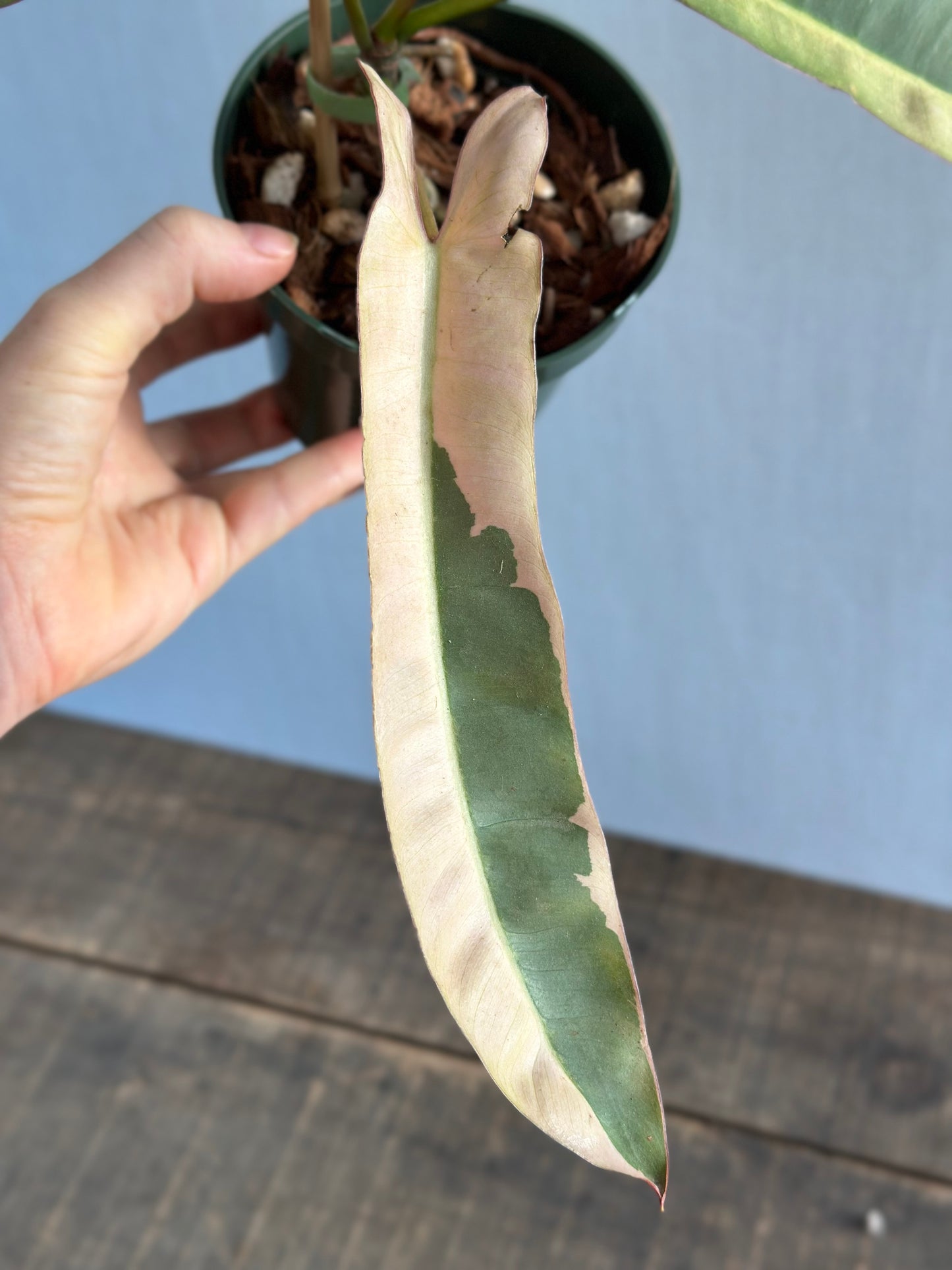 Variegated Philodendron Atabapoense