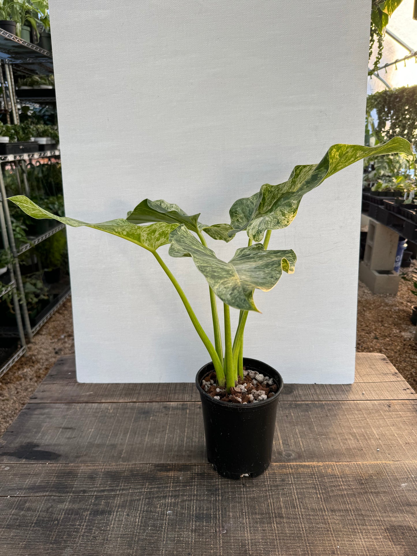 Philodendron Gigantum Marble Blizzard