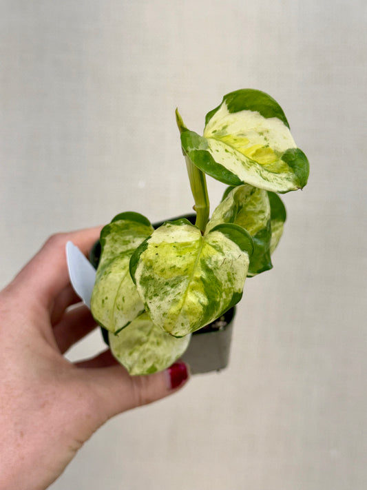 Global Japan Pothos