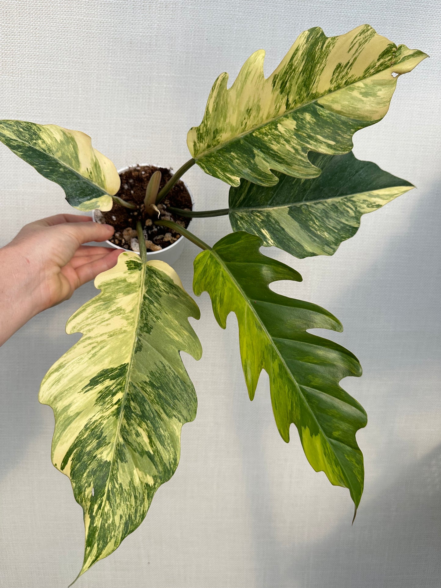 Philodendron Carmel Marble Variegated