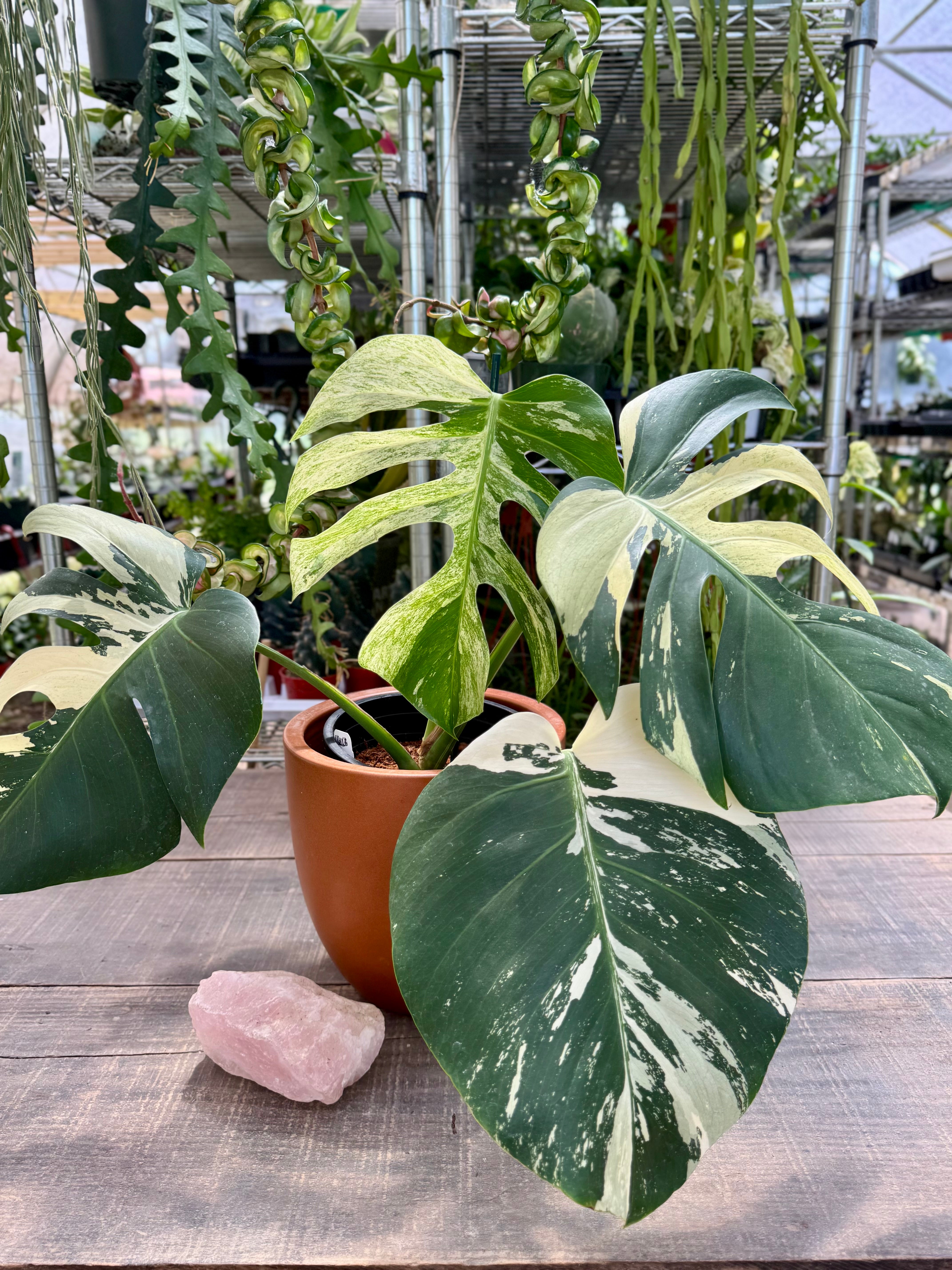 モンステラ・ポトス Monstera Mint \