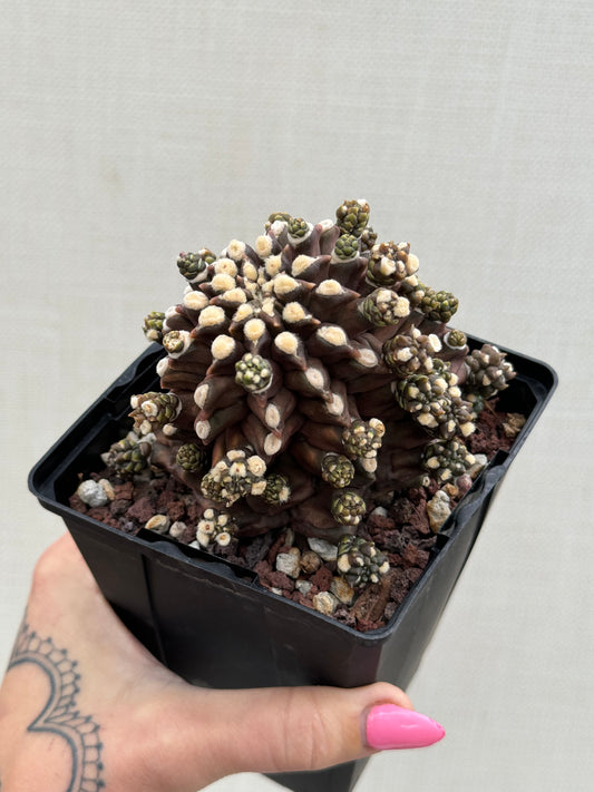 Gymnocalycium Kikko Rare Cactus