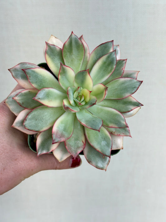 Echeveria Moon Goddess Variegated