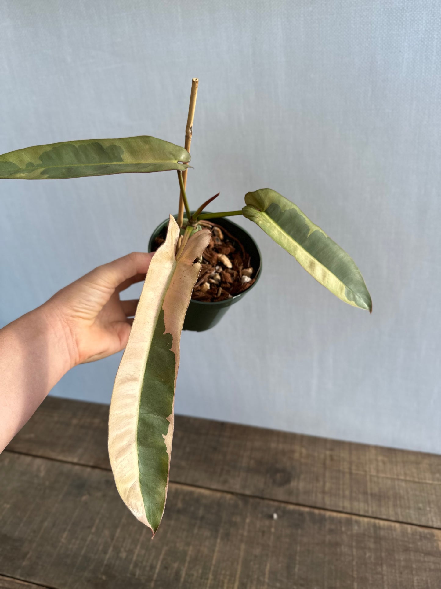 Variegated Philodendron Atabapoense