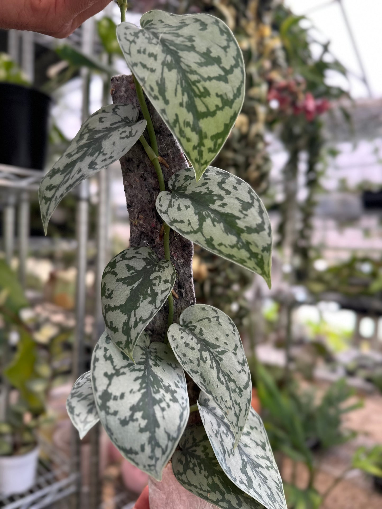 Scindapsus Silver Lady