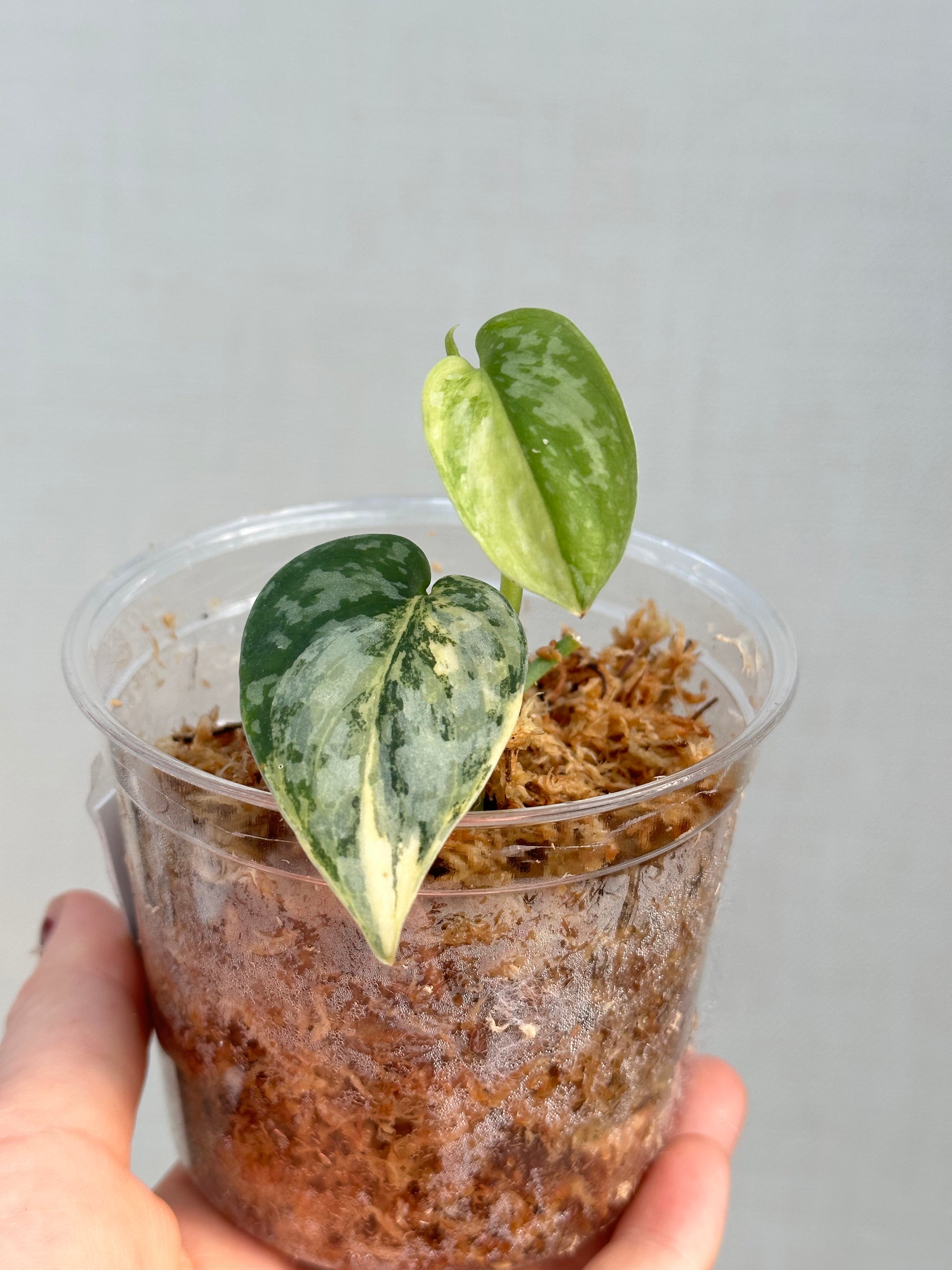 お買得 Scindapsus apolaki スキンダプサス アポラキ - 観葉植物