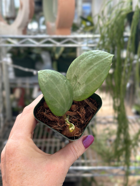 Hoya Latifolia Silver