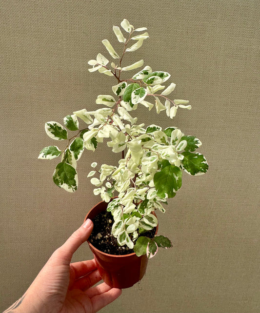 Breynia Disticha “Snowbush”