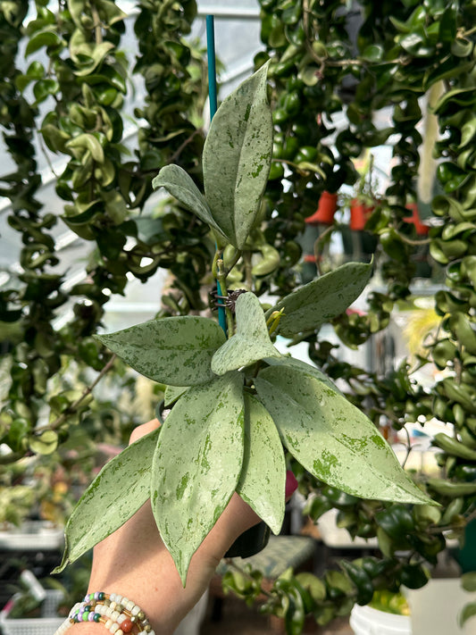 Hoya Pink Silver Ghost