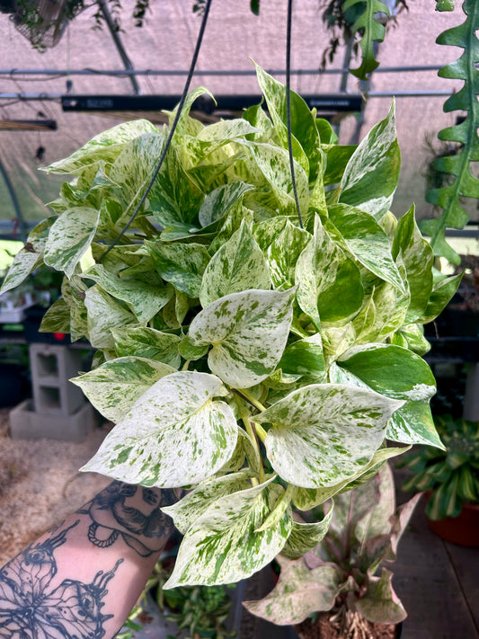 Snow Queen Pothos