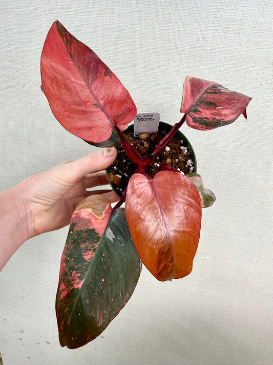 Philodendron Princess of Fire