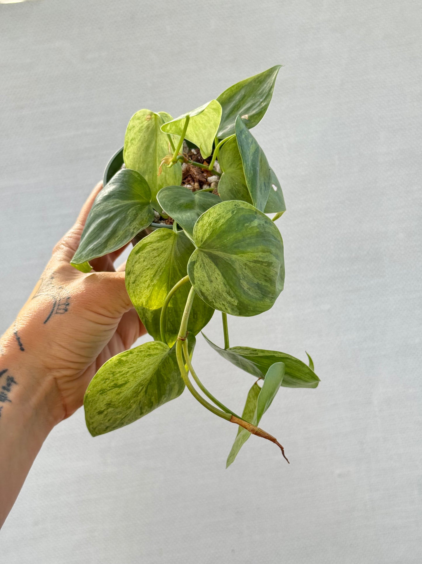 Variegated Heart leaf Philodendron