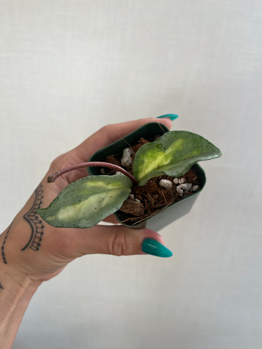 Hoya Argentea Princess