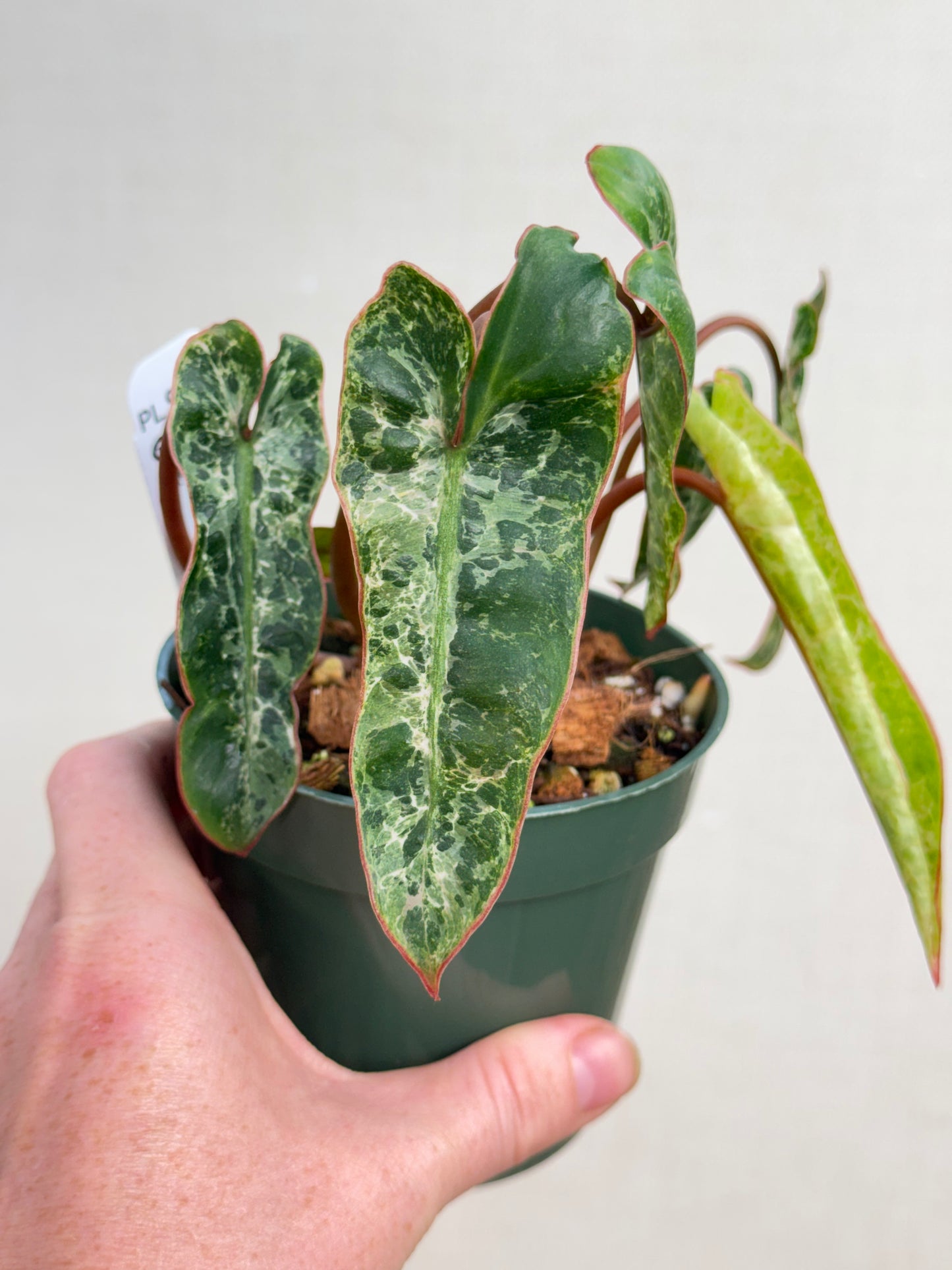 Albo Billietiae