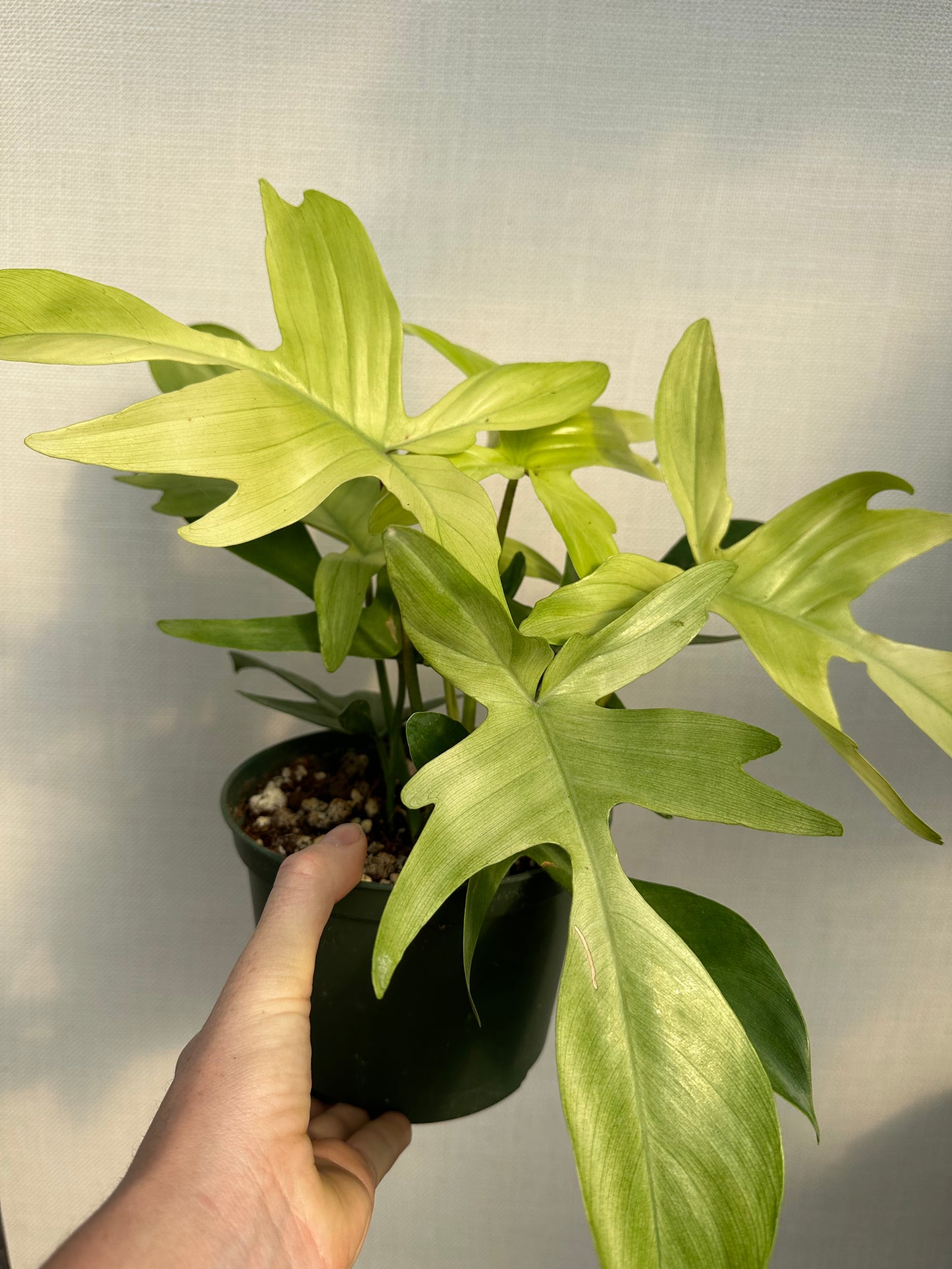 Florida Ghost Philodendron