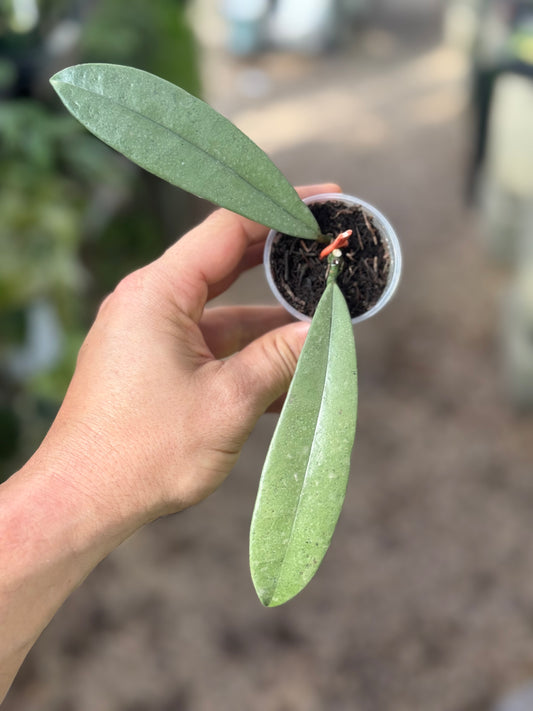 Hoya Grifithii Silver