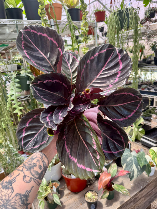 Calathea Dottie