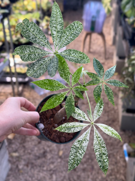 Variegated Money Tree