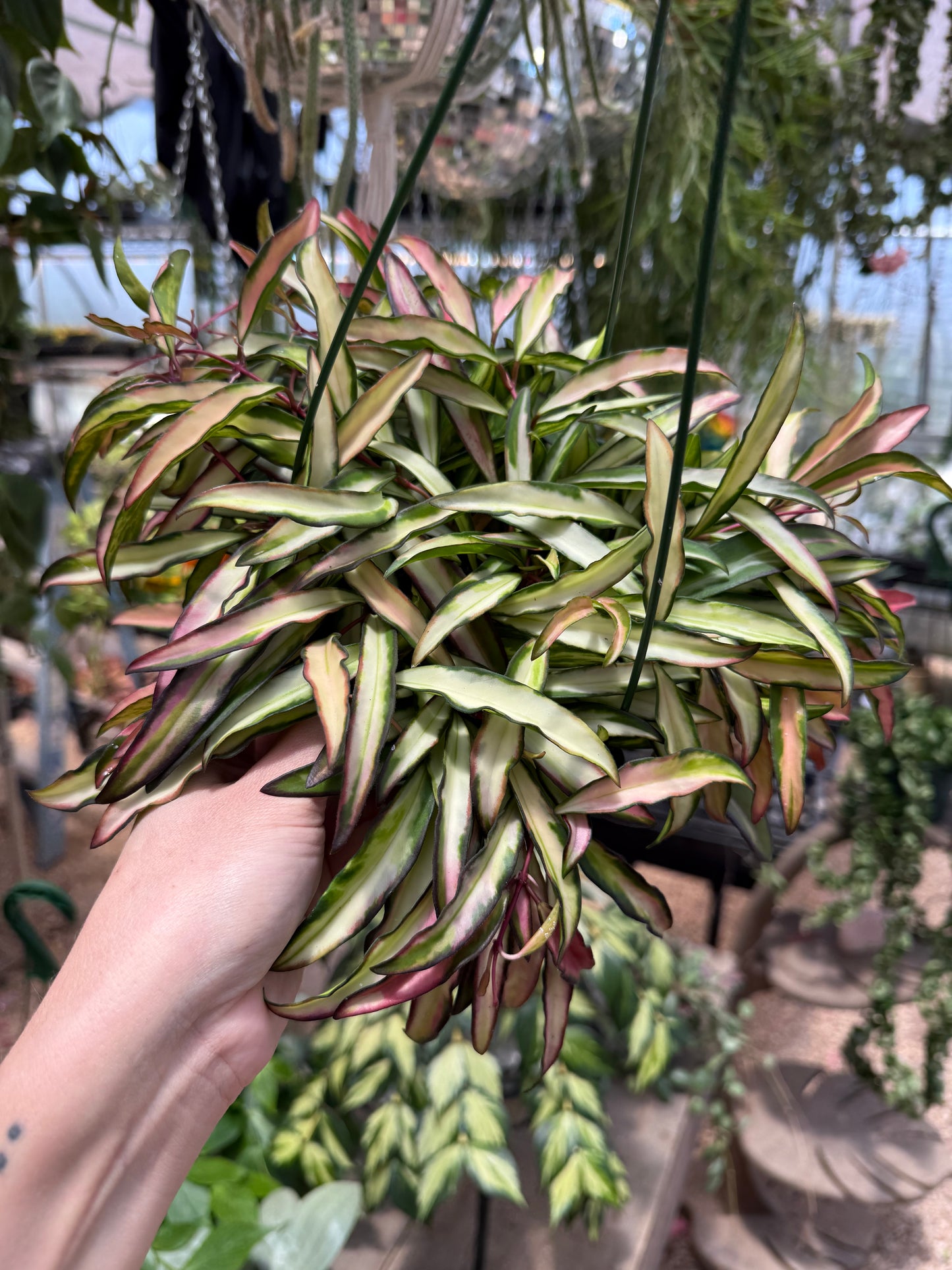 Hoya Wayetii Variegated