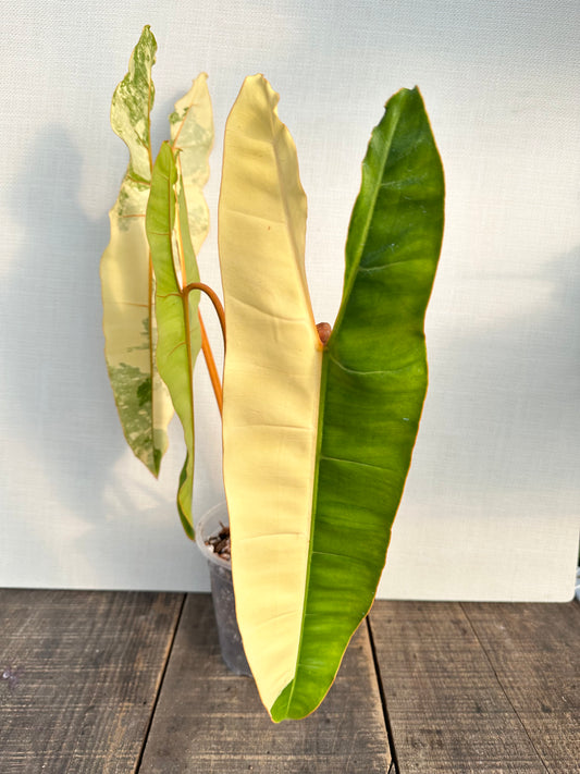 Philodendron Billietiae Variegated