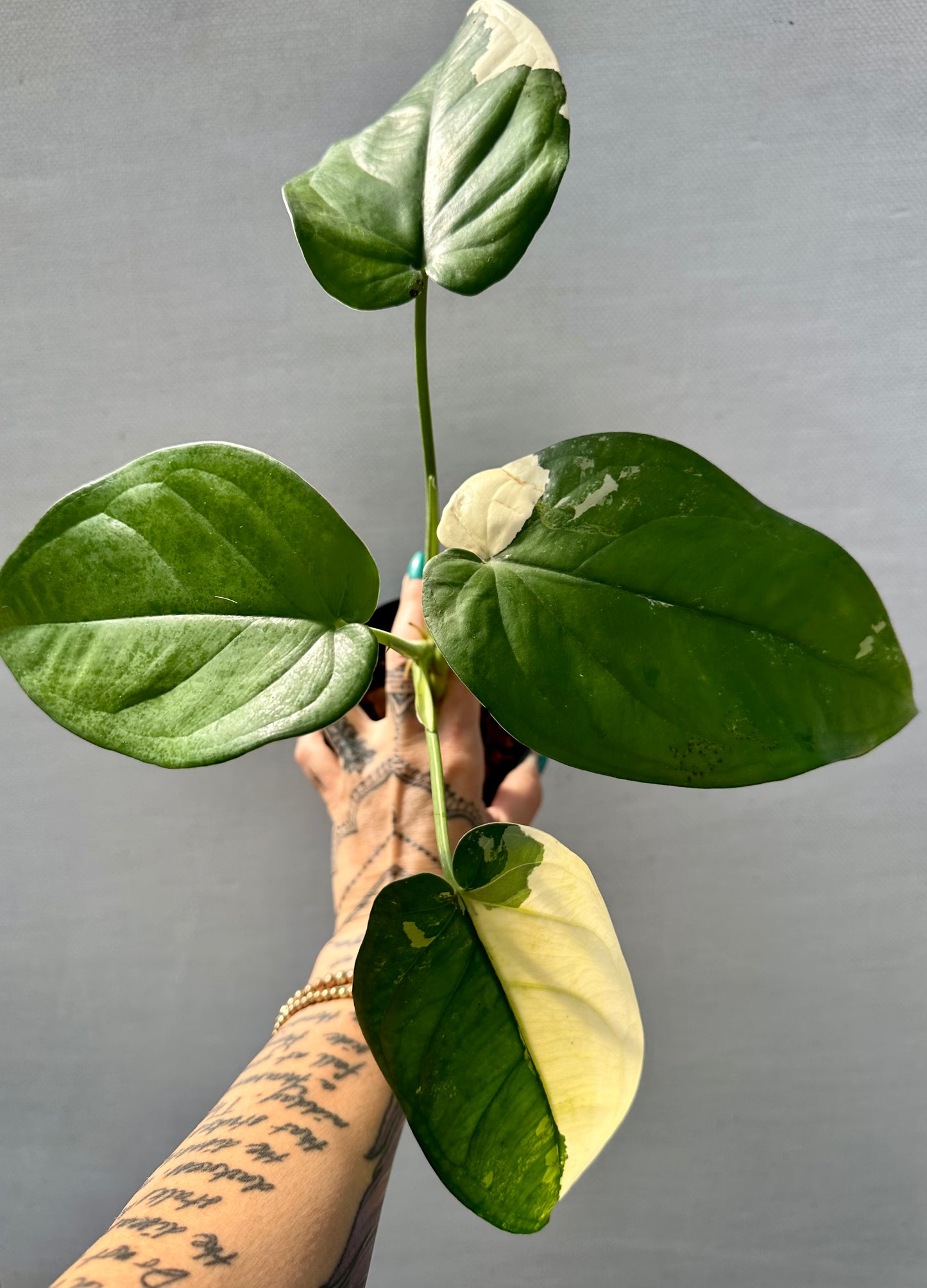 Variegated Syngonium Chiapense