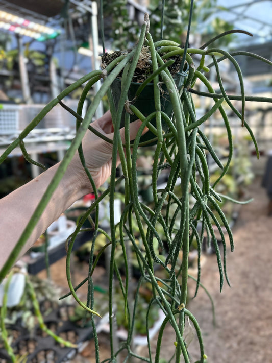 Rhipsalis Baccifera Pink