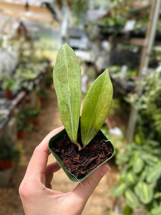 Hoya Phillipines