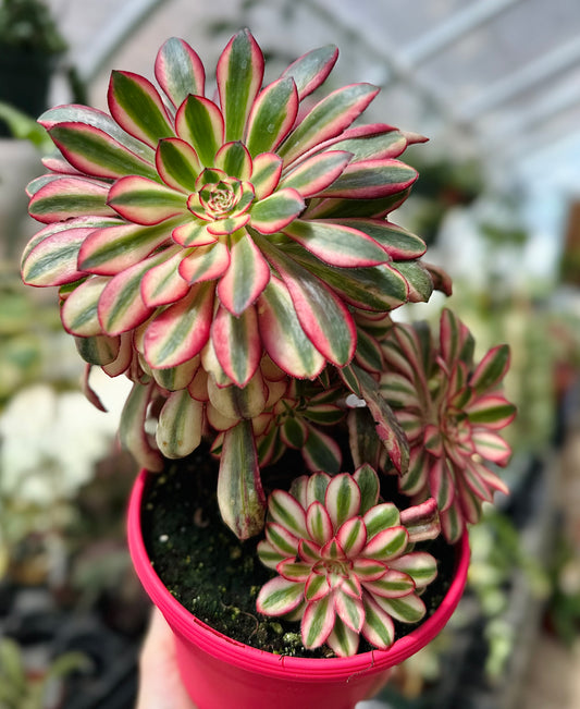 Aeonium Chanel