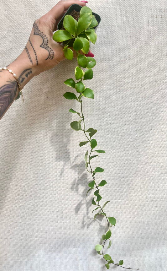 Hoya Heuschkeliana Albo Marginata