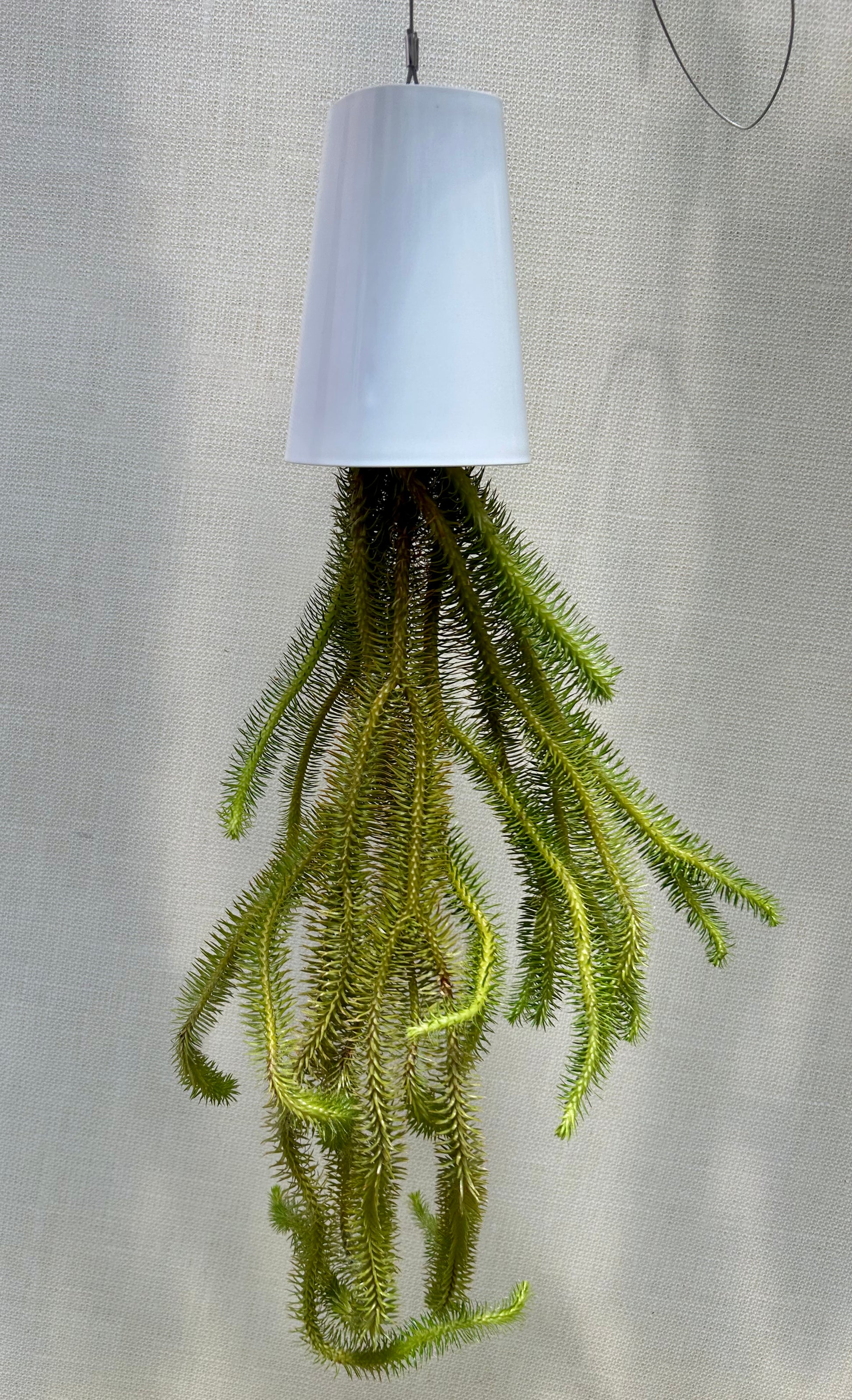 hang hong plant Huperzia