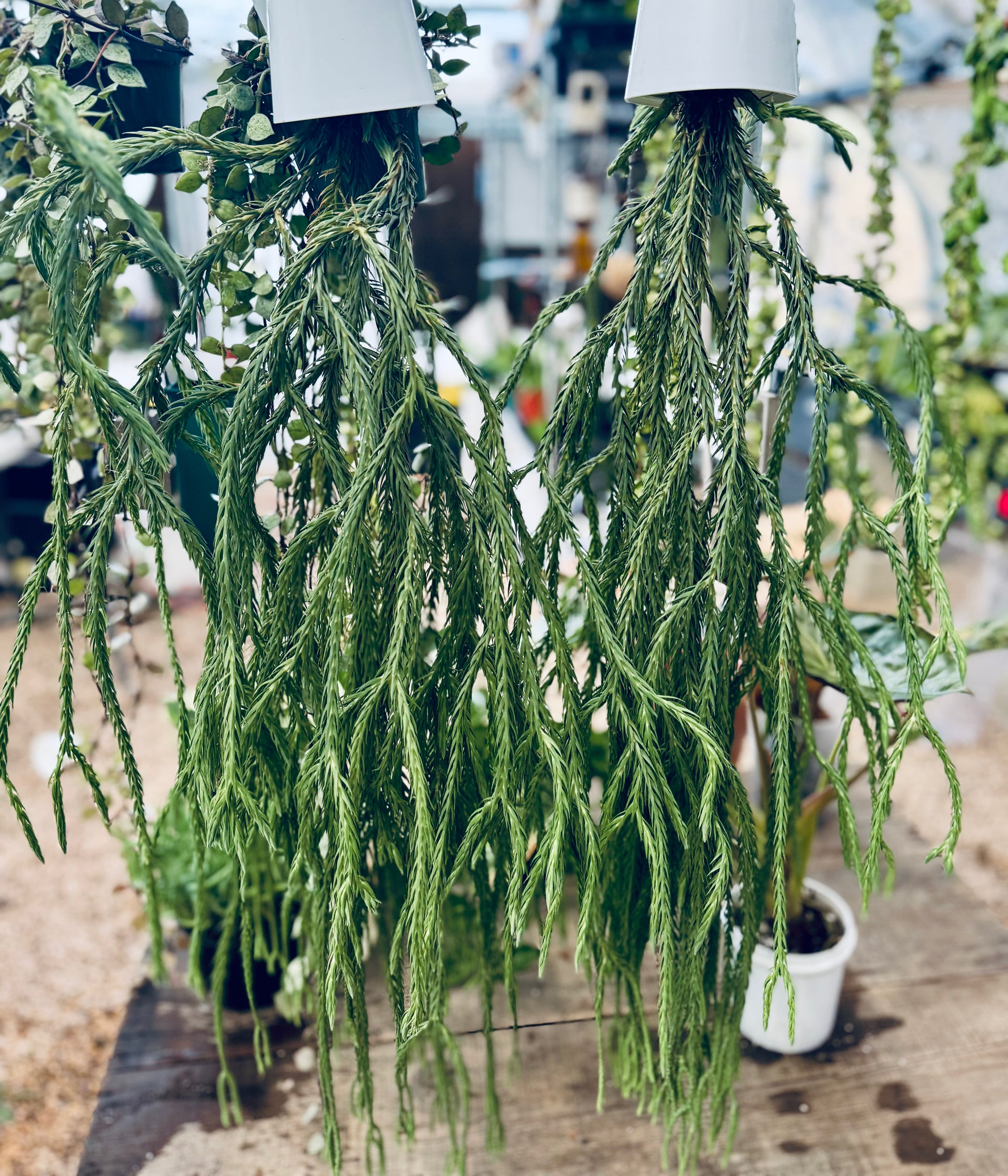 hang hong plant Huperzia