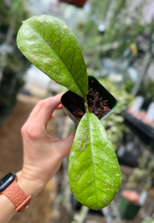 Hoya Saipran