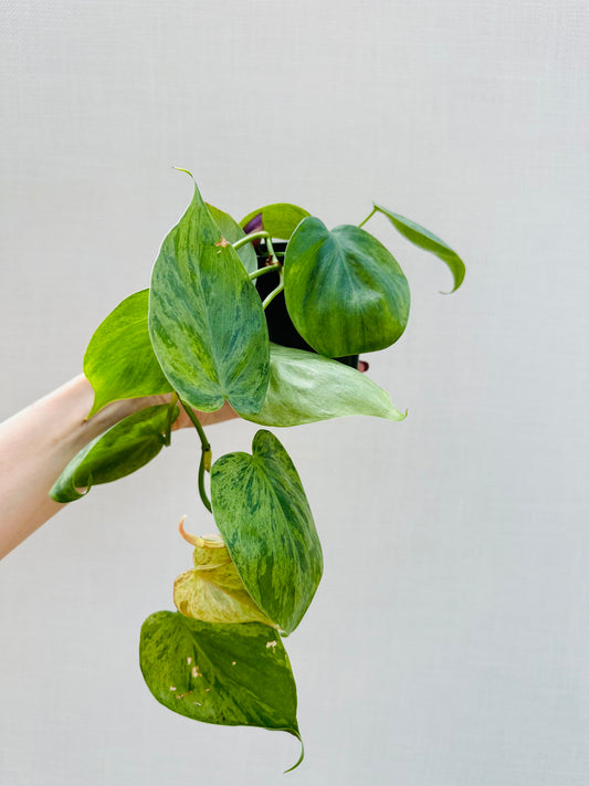 Variegated Heart Leaf Philodendron
